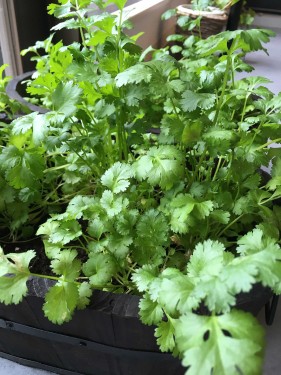 20171006_coriander2